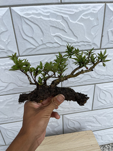 000人付款淘宝水杨梅 矮霸 小老桩  盆景 小叶,红芽.