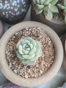 轰动,多肉,老桩,很可爱.只出长春,同城自提.