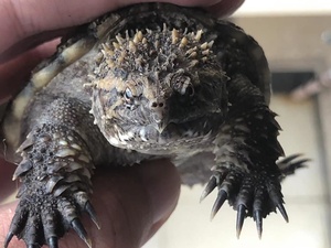 爆刺纯佛鳄龟,原种佛,原后北美大鳄龟,佛鳄龟,大鳄龟,中美拟