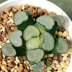 天照万象,7公分左右,状态好一物一拍,包邮,十二卷多肉植物