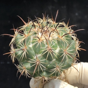 金环饰仙人球 一物一拍钢钉凤舞顶花球属精选强粗刺植物