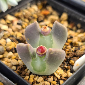 空蝉 大眼睛肉锥