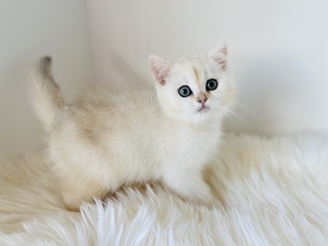 自家 凯米尔色 英短 渐层 弟弟