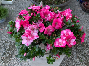 绯梅锦日本杜鹃