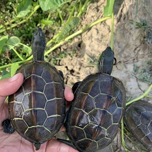 外塘中华草龟 长寿龟招财草龟乌龟墨龟苗 送龟粮
