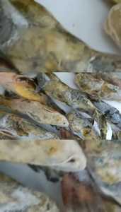 新鲜冻鱼：淡水   鱼类品种：黄狮头