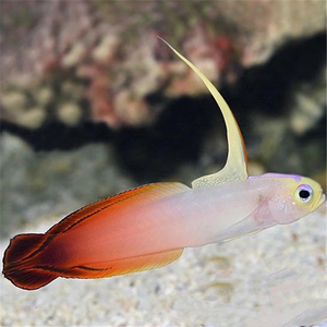 深海观赏鱼,海鱼 天线~雷达鱼~紫雷达鱼 ~特价促销 顺丰空