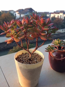 【天狗之舞老桩】天狗之舞老桩品牌,价格 - 阿里巴巴