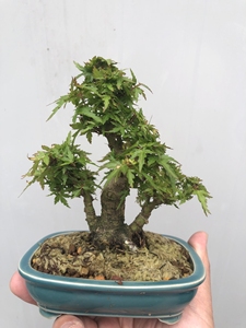 000人付款淘宝日本进口枫树,琴姬,小品盆