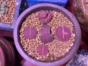 生石花,三颗净窗比利时ko日轮,两颗缀化南非ko日轮,都是三