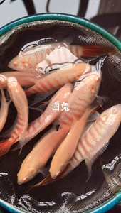 中国斗鱼白兔红眼