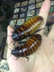 马达加斯加发声蟑螂