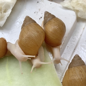 明珠蜗牛
