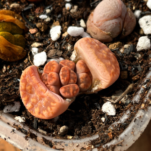 生石花变异精品缀化奔驰群生