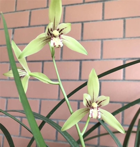 兰花 四季兰 建兰 浓香 大青 绿植花卉盆栽带花苞发货