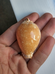 【金星宝螺】金星宝螺品牌,价格 - 阿里巴巴