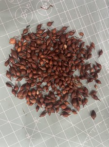 炽热的爱风雨兰