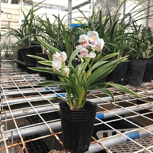 00昌元66淘宝特价5苗连体 玉芙蓉金边矮种兰花苗浓香型室内办公室