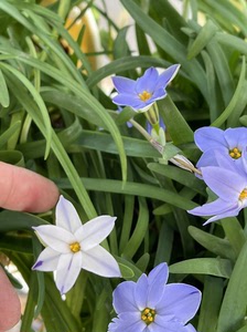 秋植种球,混色花韭,混合球10个19.9包邮非偏远地区.