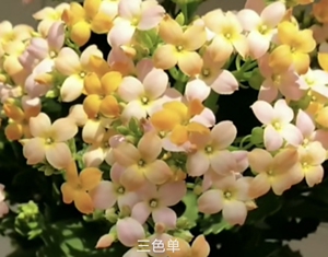 长寿花三色单瓣好看浪漫主义者