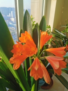 已走多代毛兰串君子兰并非非洲血毛君子兰2年多的苗子,100包