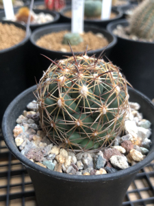 40.000人付款淘宝古镜丸仙人球 实生tb84993630628.