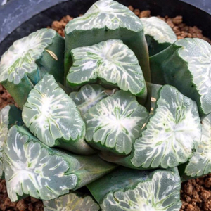 非组雷尼尔山万象 购自十二玉楼 十二卷 多肉