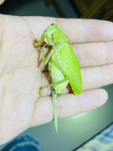 麻子脸螽斯 新鲜尸体 缺右边中足 240包邮顺丰 冰袋发货