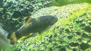 老虎小精灵 熊猫墨头鱼, 原生除藻工具鱼老虎小精灵鱼活体2-_阿里巴巴