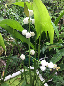 易养,易开花.出种球.大球没有了.只有中