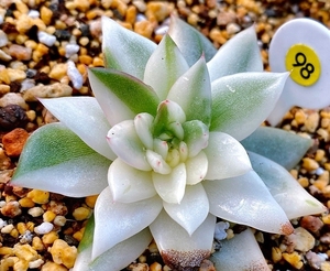 乌木锦 东云锦 多肉植物锦 白锦多肉锦 韩货拍下不支持退换货