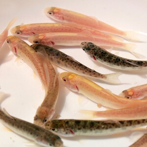 金鳟鱼苗虹鳟鱼淡水冷水大型观赏食用鱼三文鱼活体鱼苗渔场直发