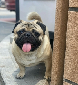 自家基地养殖,巴哥幼犬宠物狗狗人,纯种巴哥小八哥犬 母狗生的