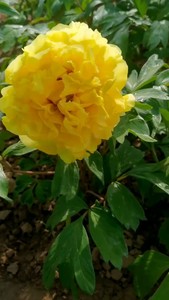 金岛金色爱丽丝牡丹品种之一花黄色开花香基部有紫斑，花径25×