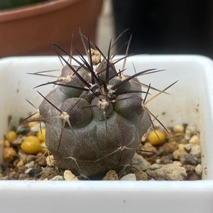 黑王丸龙爪球属仙人球一物一拍多肉植物盆栽一物一拍多肉植物4