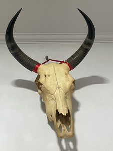 000人付款淘宝西藏天然纯手工壁挂真羊头骨标本羊头装饰摆件牛头特色