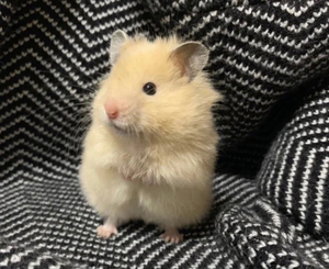 仓鼠自家养殖的长毛纯银熊金丝熊虎纹熊奶牛熊黑熊眼圈熊米熊奶油