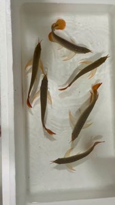 龙鱼 龙鱼苗 红龙鱼 红龙鱼苗 f2赛级血统纯血印尼大湖绿皮_阿里巴巴