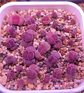 紫菊生石花,自播,两三年了.紫菊纹章