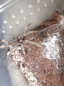 千里达橄榄金成体公二手公一个月左右,它配的母生了.