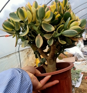 新花月锦 黄金花月 独杆老桩80元包邮 多肉植物一物一拍