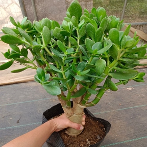 20年老庄大叶玉树盆栽室内绿植办公室花卉多肉植物燕子掌金枝玉