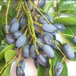 乌橄榄树苗青橄榄苗嫁接果树苗当年结果南北方四季庭院地载盆栽