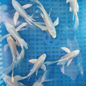 龙凤锦鲤活长尾锦鲤活鱼淡水冷水观赏鱼小型鱼纯种锦鲤苗草金鱼