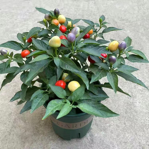 七彩辣椒盆栽树苗带果可食用新鲜多色五彩椒朝天椒阳台花卉绿植