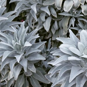 加州白色鼠尾草盆栽苗california white sag