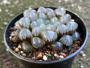 潘氏冰灯玉露 一物一拍 冠幅7cm 植物特殊性 拍下不退不换