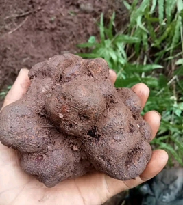 野生黑松露,50元一斤又叫块菌,补全国包邮