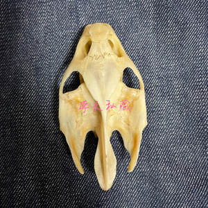 000人付款淘宝甲鱼头骨鳖头乌龟头鳖王八骨骼标本项链419563213开始