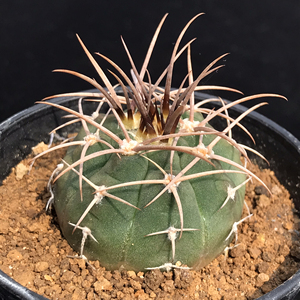 实生守金摩天龙仙人球 精品强刺球植物